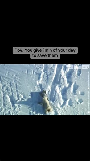 How 1 Minute Can Help Save Polar Bears — Quick Donation Actions