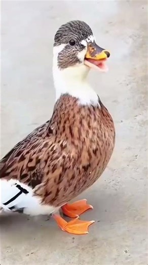 Funny Duck Sound Viral Short | Talking Duck Comedy Moments #shorts
