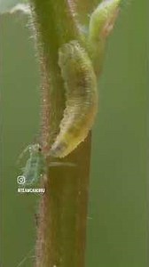Hoverfly larva doing its thing. Get these in your garden if you have an aphid problem.