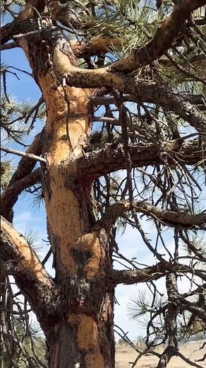 Porcupine kills trees and acres of forest! #conservation #forestry