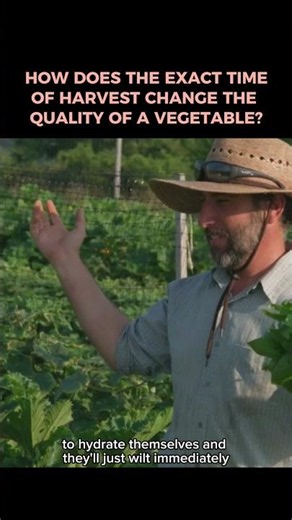How does harvest time change the quality of a vegetable?