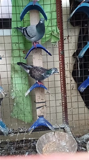 5.6K views · 132 reactions | Grizzle pigeon #pigeon #amazingpigeon #bird #pigeon101 #birds | BORGA LOFT TV | Facebook