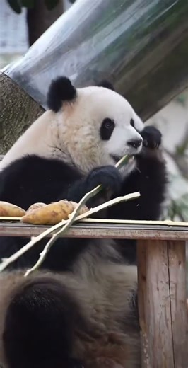 诶是什么样的原因爱爱让咬不动小竹条呢大熊猫萌宠出道计划大熊猫渝可渝爱大熊猫渝爱熊仔很忙720P 20260103134622