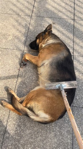 Dogs | Puppies on Instagram: "A good scratching session 😴 From t87228872-DY"