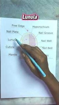 Nail Anatomy 101: Everything You Need to Know | Nail Art Basics for Beginners.