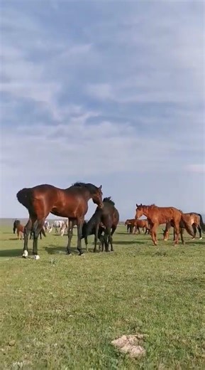 How horse breeding and training work Daily Work