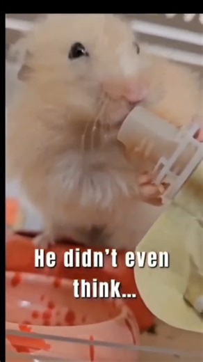 Can Hamsters Eat Baby Food? His Reaction Says Everything😅