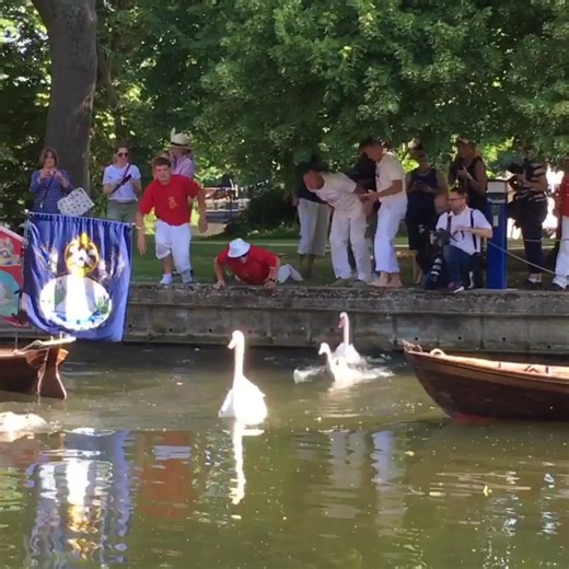 2.5K views | Swan Upping ©windsortouristguidesltd | Visit Windsor | Facebook