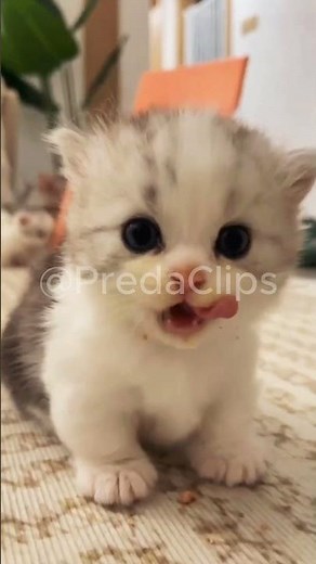 Stunning Animal Growth Transformation!