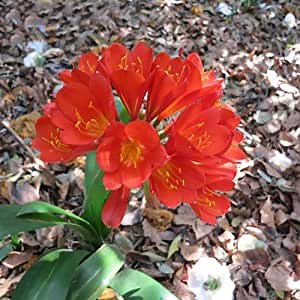 CHUXAY GARDEN Red Clivia Miniata-Natal Lily,Bush Lily,Kaffir Lily 40 Seeds for Planting Popular Plant for Shady Areas Hardy Striking Landscaping Plant Low-Maintenance