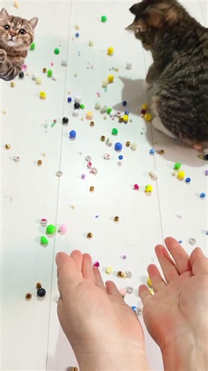 シ 😻Bobi Reverse – Fun & Satisfying Reverse Videos!😻❤️#asmr#cat#kitten#funny