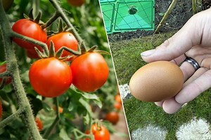 Pourquoi mettre des coquilles d'œufs au pied des plants de tomates ?