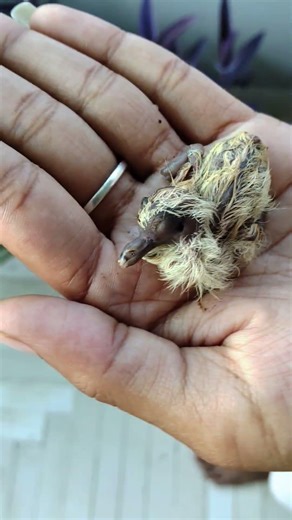 Hindi word #kabootar #pegion #hindi