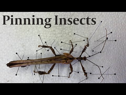How To Pin and Spread Insects