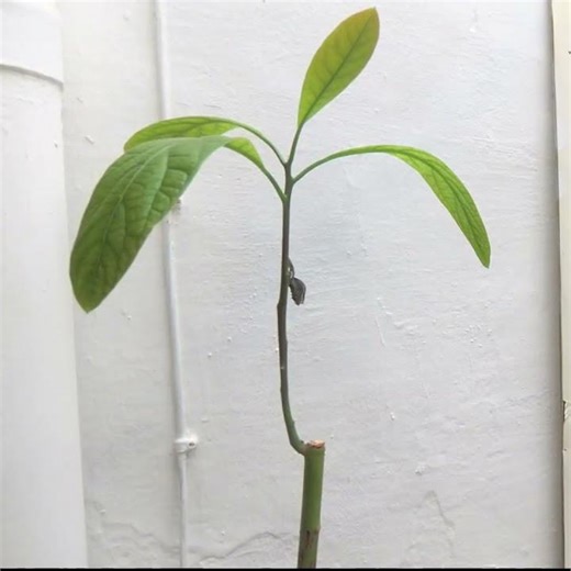 Renaissance d'un avocatier... ou non. #timelapse