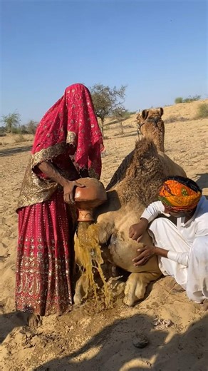 امرأة تسكب ماءً أصفر بارداً على الجمل لتهدئته في حر الصحراء، مستخدمةً وصفة ريفية قديمة