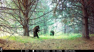 30K views · 356 reactions | Toogee Sielsch captured this video of a bear cub playing in a tree | KOLO 8 News Now | Facebook