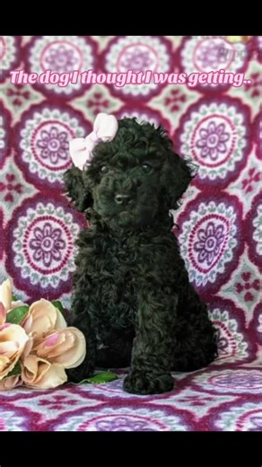 Cockapoo Owner's Funny Expectations vs. Reality
