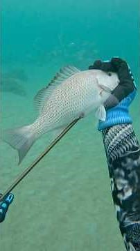 Catching Food with Bow And Arrow