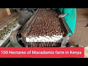Biggest Macadamia farm in Kenya - 150 Hectares