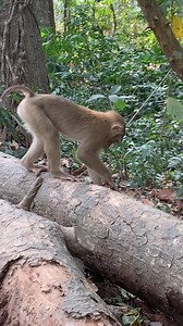 5.9K views · 33 reactions | Monkey works in life #foryoupage #animals #monkey | TV70 | Facebook