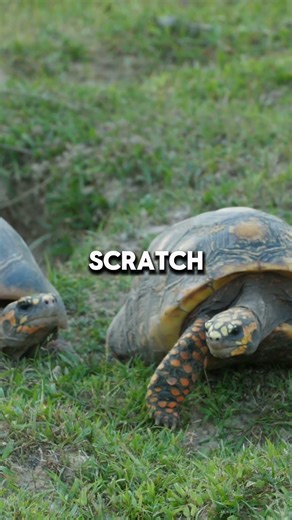 Tortoises Can Feel You Touch Their Shell The Surprising Sensitivity of Reptiles #animals #nature