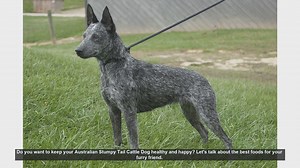 Top Foods to Keep Your Australian Stumpy Tail Cattle Dog Healthy