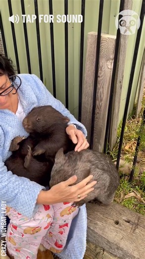 Meet these adorable wombats | Animal Lovers