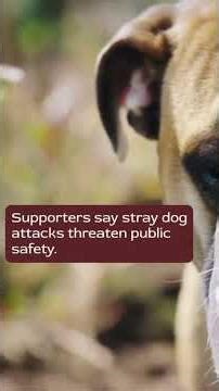 5 Days to Live: The Fate of Strays in Kazakhstan