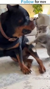 When your nap gets violently interrupted 💨😾😂 The cat did NOT sign up for this! #CatVsDog #PetDrama #FartAttack #AngryCat #DogProblems #CatLife #PetHumor #FunnyPets #AmericanPets #ViralPetVideo #ComedyPets #CatRevenge #DogFart #RelatablePets | Zoomies & Whiskers