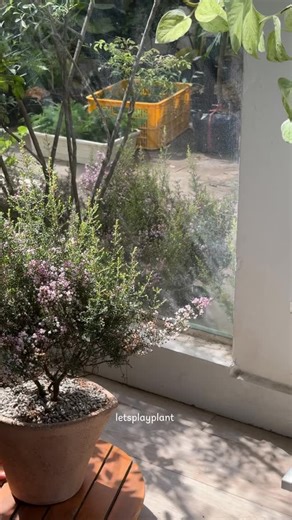 Hoa Chuông Erica Arborea | Rạng ngời khi vào chậu nè #yeucaystudio #plantmakepeoplehappy #ericaarborea | YÊU CÂY Studio