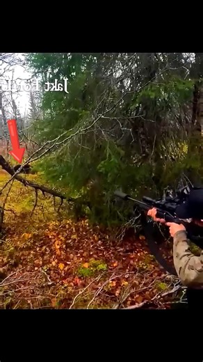 Alaska Black Bear Down | Clean Hunting Shot#BlackBear#AlaskaHunt#BlackBearHunting#AlaskaWilderness