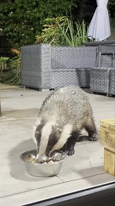 An update on Mr Lumpy 🙏 Mr Lumpy arrived at just past 1am, I waited up for him and put the bowl out when he arrived and I will do this all week. He ate the whole bowl of his special mix of dog food, arnica, Manuka honey, nuts, dried fruit and a raw egg so hopefully he went straight home and rested his foot! He’s still not weight bearing but it does look like it’s healing 🙏 Can I just please clarify for all those people slagging me off saying I don’t care and he needs to go to a vet! Yes in an 