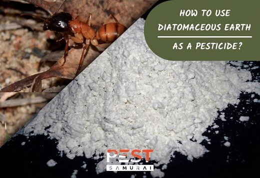 Diatomaceous Earth Uses as a Natural Pesticide | Tips and Guide - Pest Samurai