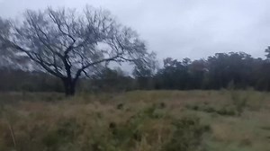 10/29/23. #3 rainy day running, gonna have to do my running in the pen this week due to black powder season. | Circle P Beagles