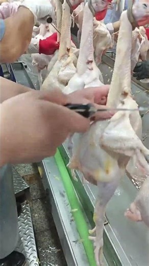 Inside a Chicken Processing Factory 🍗🏭 | How Chicken Is Made #Shorts