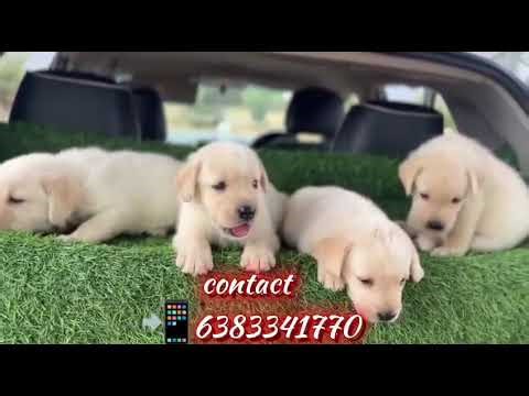 Top 🏆 quality lab dogs sale in Nagercoil/kanyakumari/tiruvandrum/marthandam/Kovilpatti#labpuppies#