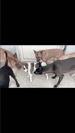 Relationship & Animal Mating | Sexual Conflict - Documentary