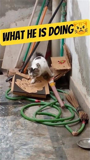 nHe Really like to collact cotton boxis🤣😽#funny #cat #cats #catvideos #viral #shorts #foryou #fypシ