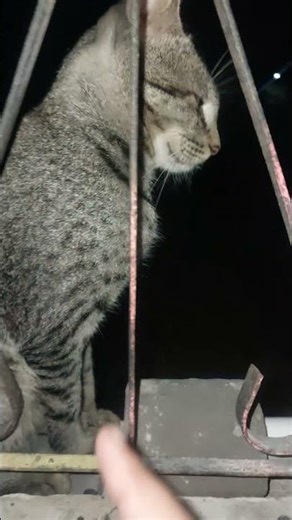 my cat is angry of me🐈‍⬛️🤭🤭 #cat #bts #catvideos #catfunny #catsounds #catlife #mycat #cathouse
