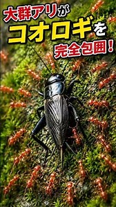 大群アリがコオロギを包囲！逃げ場のない生存バトル. #アリ #insects #羽アリ #トレンド #数の暴力