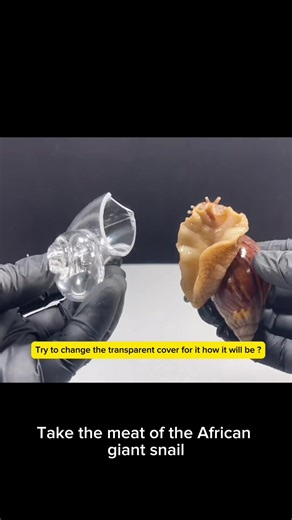 loveseaanimals1 (@loveseaanimals1)’s videos with original sound - loveseaanimals1