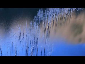 初冬の湯西川ダム湖の水没林 ・ 日光国立公園 龍王峡