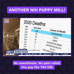 48K views · 2.2K reactions |  퐅퐫퐨퐦 퐏퐮퐩퐩퐲 퐌퐢퐥퐥 퐭퐨 퐏퐚퐢퐧 퐋퐚퐛—퐍퐈퐇 퐢퐬...