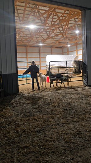 Baby boot camp is in full swing. | Heitshusen Equine