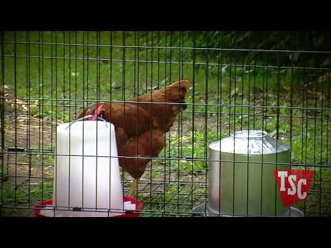 Chicken Bullying | Tractor Supply Co.