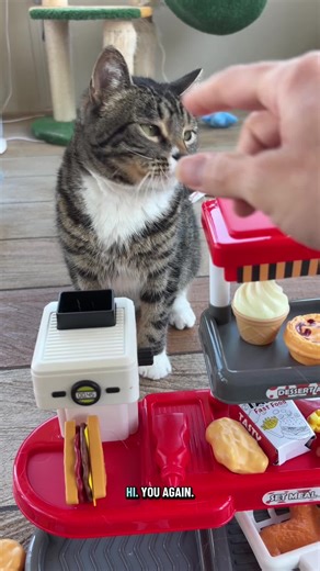 Mikey D's: Dwarf Cat Dishwasher Fun!