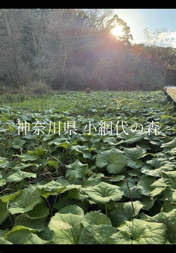 小さな命の営みが、森から海へと続いていく場所──小網代の森を歩く #神奈川 #三浦 #小網代の森 #自然 #森 #海 #干潟
