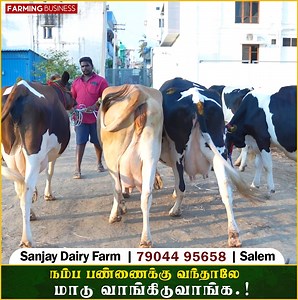 383K views · 1.9K reactions | நம்ப பண்ணைக்கு வந்தாலே மாடு வாங்கிடுவாங்க..! #farmingbusiness #sanjaydairyfarm #milkingcow #cowsaletamilnadu #tamil #hcow #lowbudgetmilkingcowsforsales cowsanthaiintamilnadu #salem #tamil #integratedfarming #sindhamanicowsanthai #cowfarming #agriculture #cowmarketsalem #cowfarm #hfcow #jersey #cow #milk #25litersmilkingcow #sindhamanimattusandhai | Farming Business | Facebook