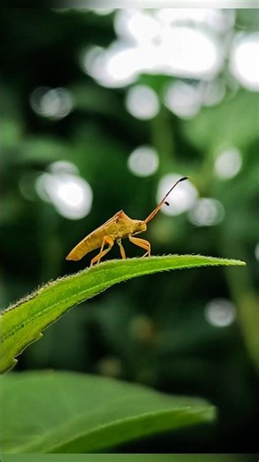 How To Shoot Macro Photography With Your Phone 🦗📱